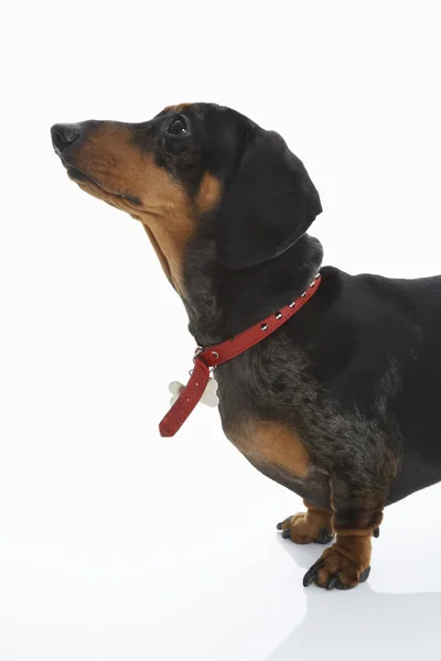 Dachshund Wearing Red Collar — Stock Photo, Image