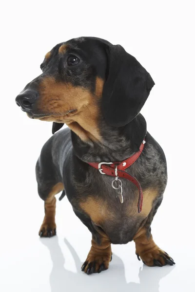 Dachshund portant le collier rouge — Photo