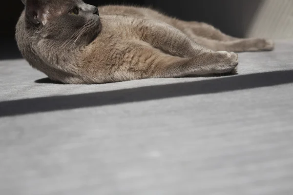 Birmano gato acostado en la alfombra — Foto de Stock