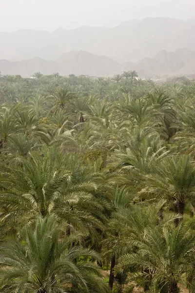 Palmetrær og fjellkjeder – stockfoto