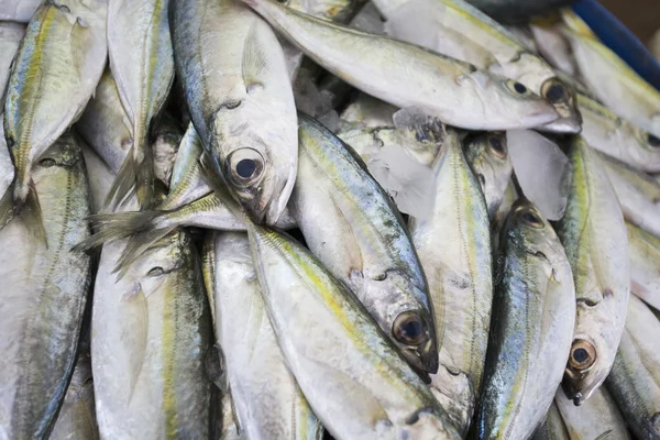 Färsk fisk till salu — Stockfoto