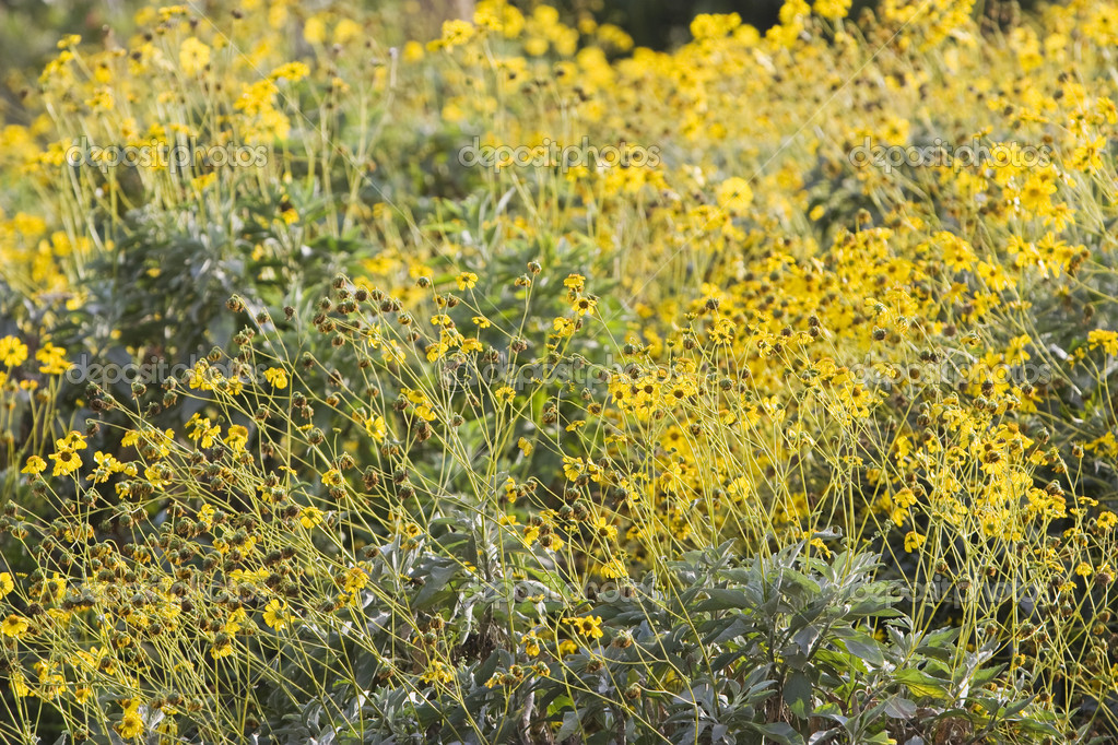 Fleurs Qui Poussent Sur Le Champ Photographie