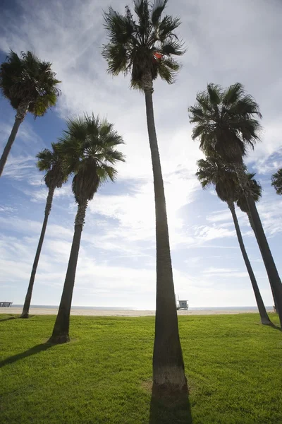 Tall Palm Trees at Beach — Stock Photo, Image