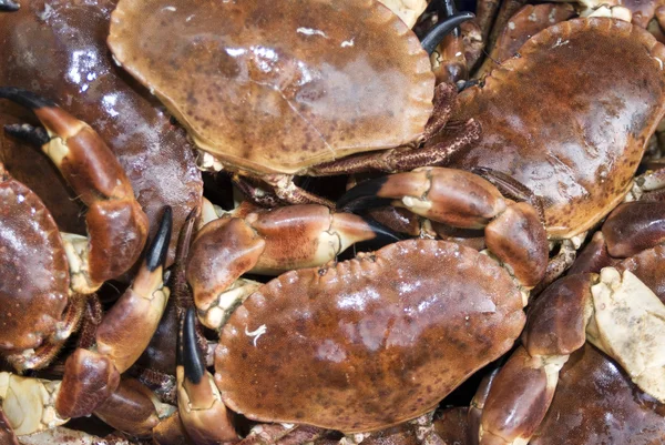 Crabes dormeurs frais — Photo