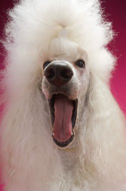 White Poodle clipart