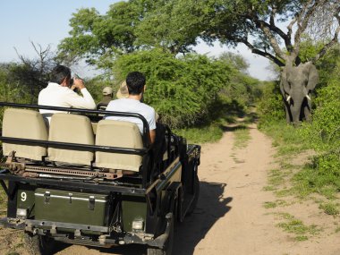 turistlerin jeep elephant adlı arıyorsunuz