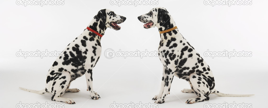 Dalmatians sitting face to face