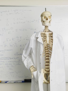Skeleton in lab coat