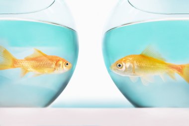 Goldfish in bowls clipart