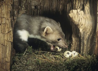 Weasel Stealing Eggs from Nest clipart