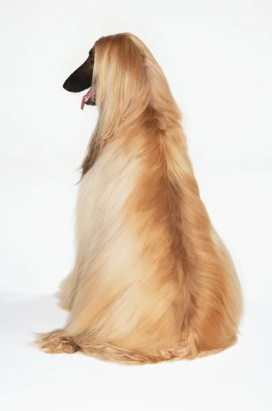 Afghan hound — Stock Photo, Image
