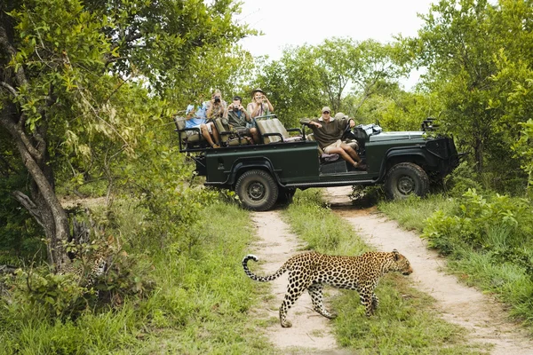 Tourists looking at cheetah — Stock Photo, Image