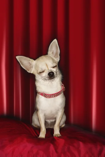 Chihuahua — Fotografie, imagine de stoc