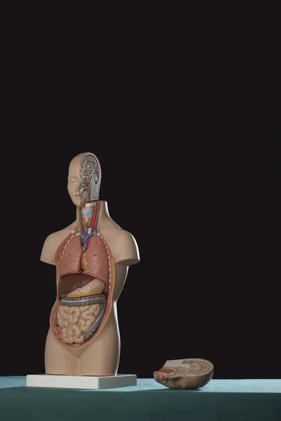 Modelo de anatomia humana — Fotografia de Stock