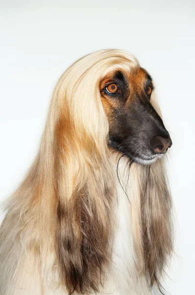 Afghan hound — Stock Photo, Image