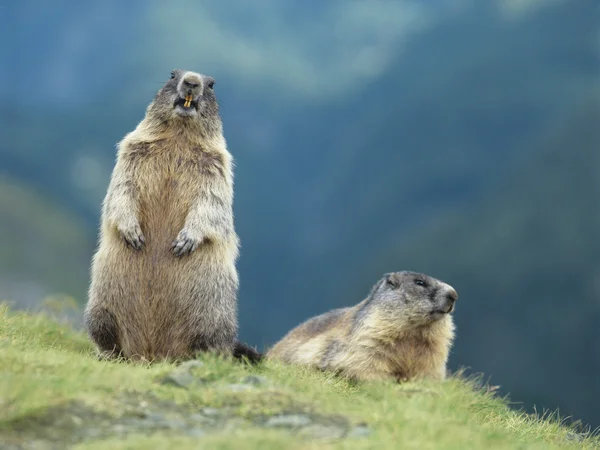 Two Marmots — Stock Photo, Image