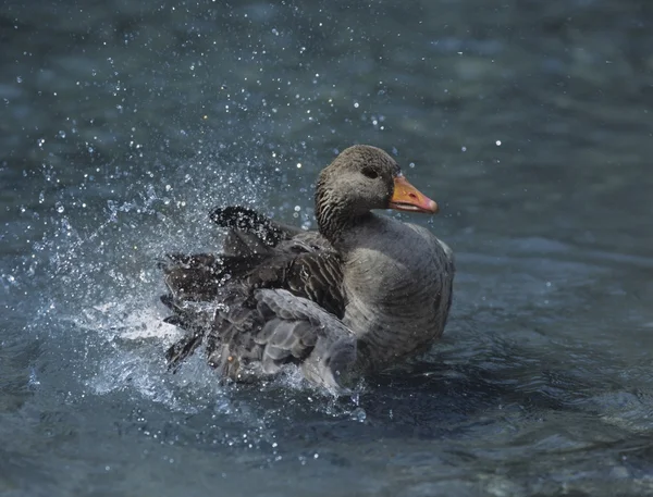 Ördek suda sıçraması — Stok fotoğraf