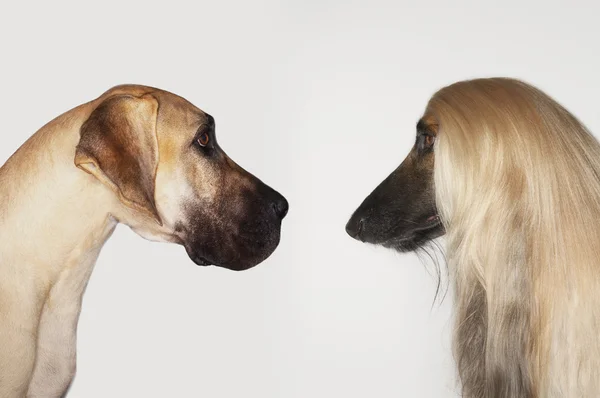 Great Dane and Afghan Hound — Stock Photo, Image