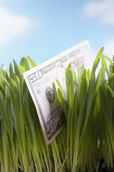 Fifty-dollar bill in grass — Stock Photo, Image