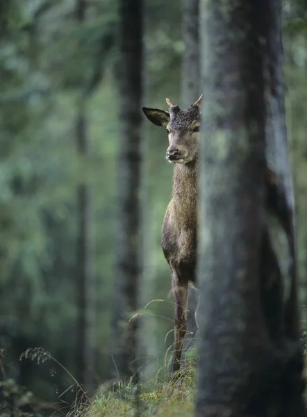 Cervo nella foresta — Foto Stock