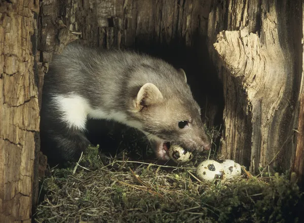 Weasel Stealing Eggs from Nest — Stock Photo, Image