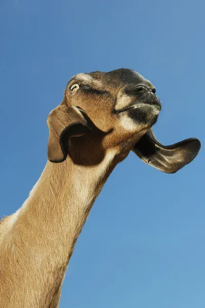 Nubian or lop-eared goat — Stock Photo, Image