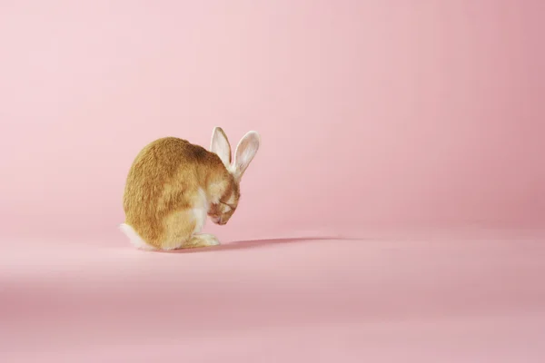 Rabbit grooming — Stock Photo, Image