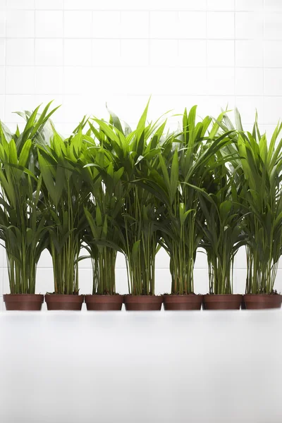 Plantas em crescimento — Fotografia de Stock