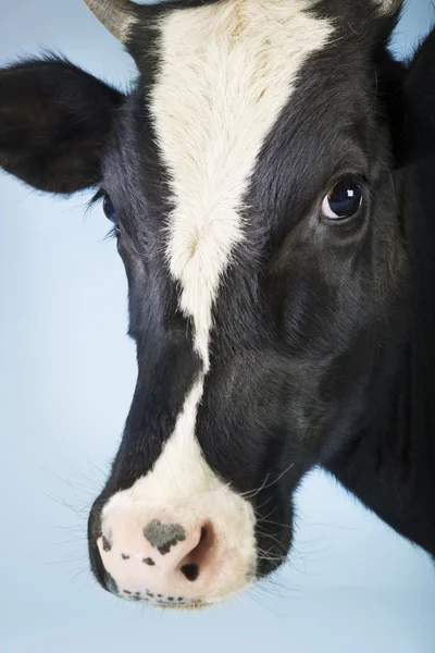 Vaca sobre fondo azul — Foto de Stock