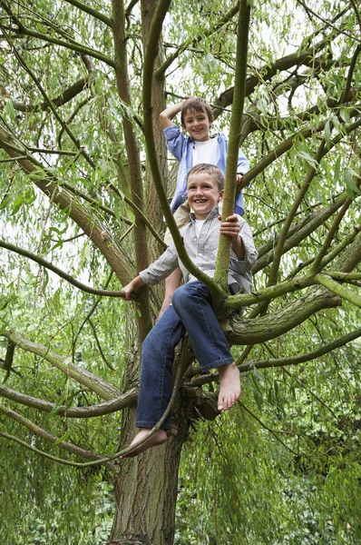 Two boys sitting in tree — Stock Photo, Image