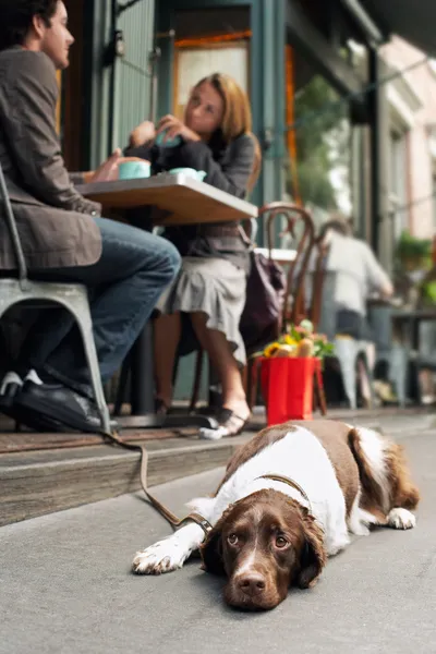 Trauriger Hund liegt auf Gehweg — Stockfoto