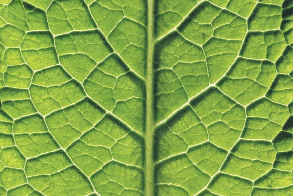 Закрытие Leaf — стоковое фото