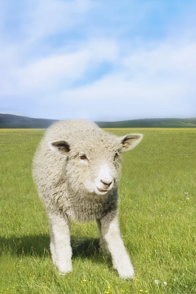 緑の野の羊 — ストック写真