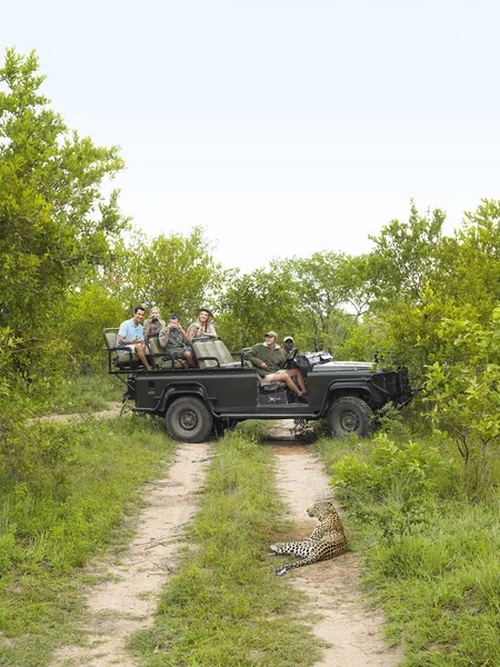 Tourists looking at cheetah — Stock Photo, Image