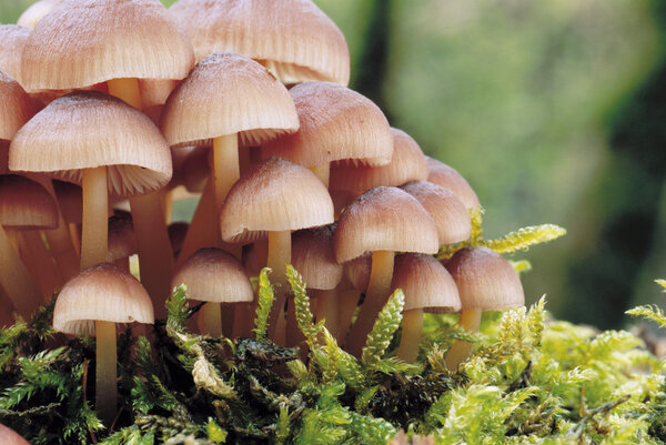 Clump of Mushrooms in grass