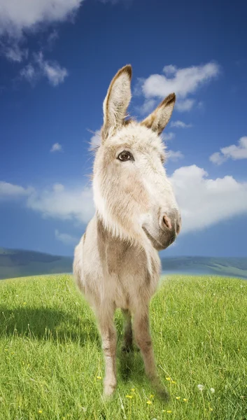 Burro no campo verde — Fotografia de Stock