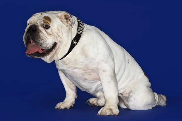 Bulldog — Stock Photo, Image