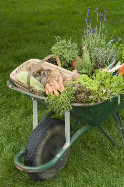 Homegrown Vegetables in Wheelbarrow — Stock Photo, Image