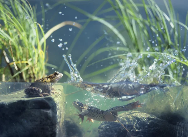 Ranas en estanque — Foto de Stock