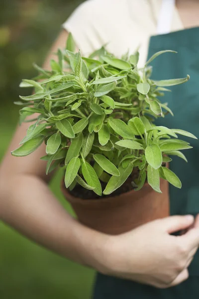 Mujer sosteniendo maceta planta — Foto de Stock