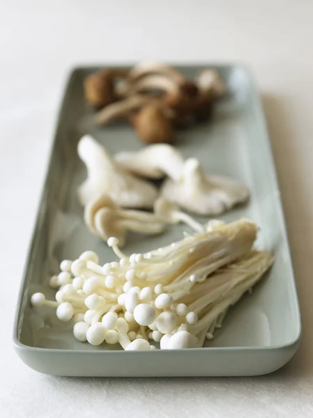 Plateau avec groupe de champignons — Photo