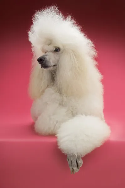 Poodle blanco — Foto de Stock