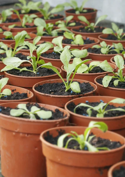 Zaailingen in plant potten — Stockfoto