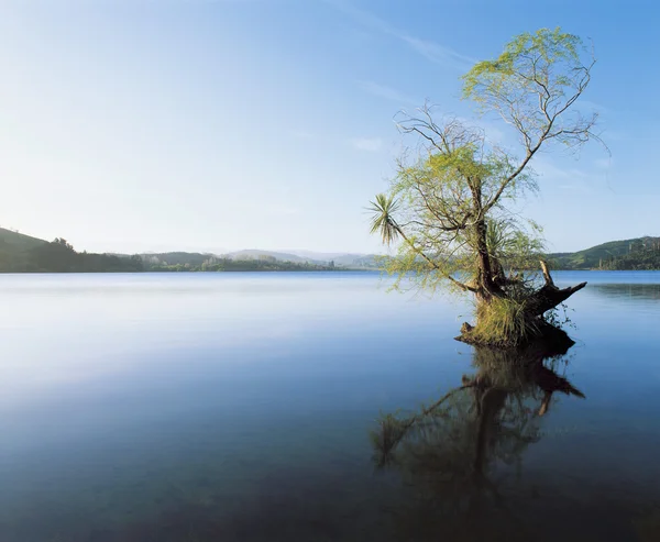 树在湖水倒影在平静的水面上 — 图库照片