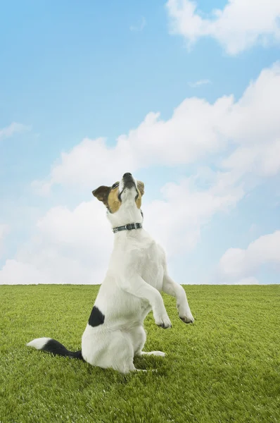 Jack russell teriér — Stock fotografie