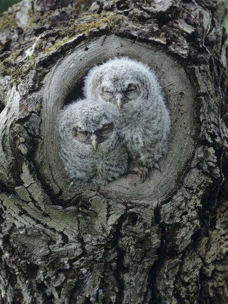 Owlets w drzewo dziura — Zdjęcie stockowe