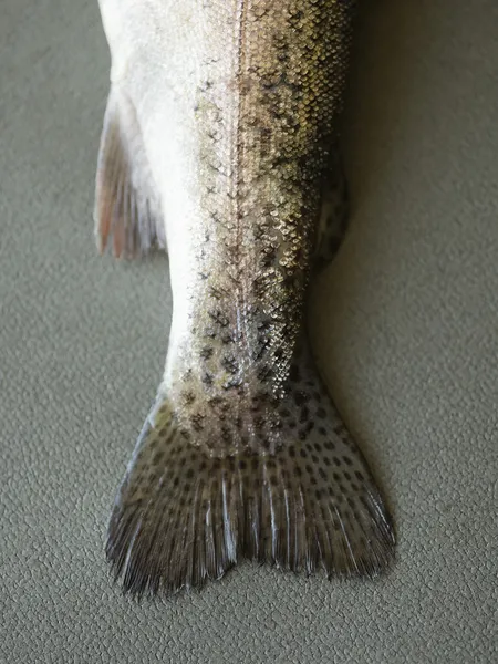 Cauda de peixe de truta — Fotografia de Stock