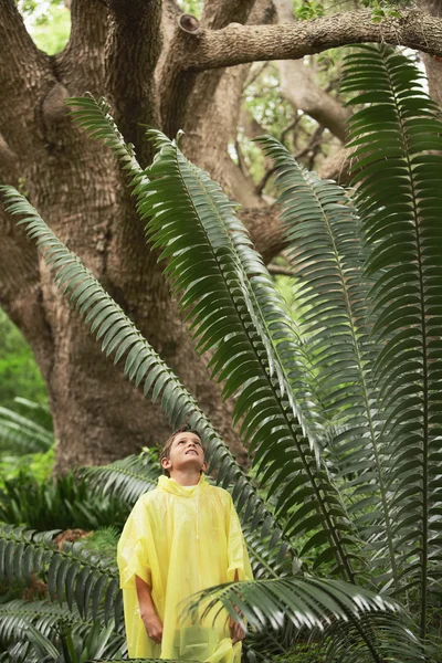 Menino de pé por Fern — Fotografia de Stock