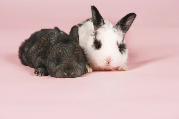 Dwóch królików domowych dziecka — Zdjęcie stockowe