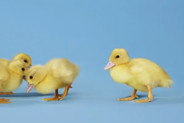 Ducklings의 작은 그룹 — Zdjęcie stockowe